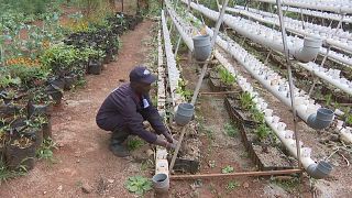 Kenya: Kibera residents take up challenge of urban farming
