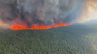 Eight million hectares of land is destroyed by forest fires in Canada
