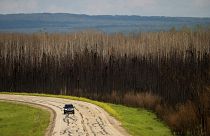 Carro passa por árvores queimadas na província de Alberta, no Canadá, esta terça-feira.