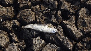 Un pez muerto yace en una sección seca del lago Osman Sagar