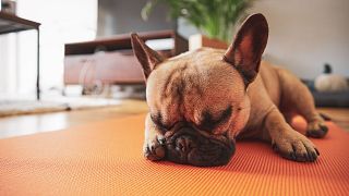 Puppy yoga can be ‘incredibly distressing’ for young dogs when done in the wrong environment, UK experts warn.