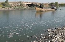 ماهیان مرده در عراق