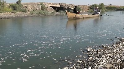 ماهیان مرده در عراق