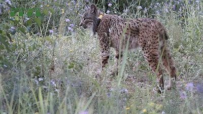 The Iberian, or Spanish, Lynx is currently one of the most endangered species in Europe.