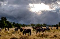 Eine Farm mit Pferden bei Frankfurt nach einem heftigen Unwetter