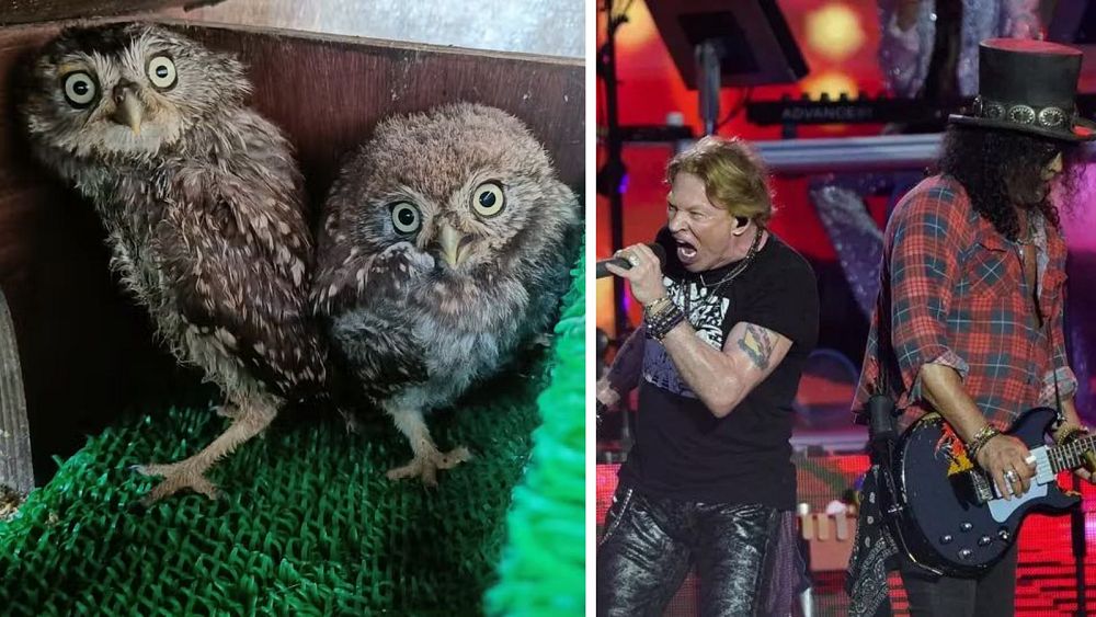 Surviving Glastonbury: Two baby owls rescued at Guns N’ Roses gig