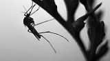 Mosquitoes have been found to be a likely crucial link in the transmission of the bacteria causing Buruli ulcer.