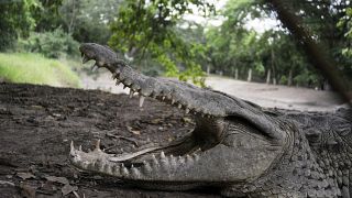 تمساح في حديقة في هندوراس