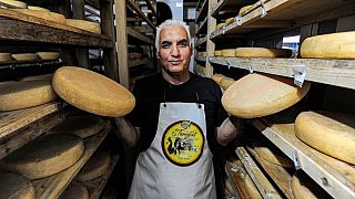 Du fromage suisse au goût algérien dans les pâturages de Kabylie