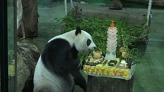 الباندا خلال الاحتفال بعيد ميلاده
