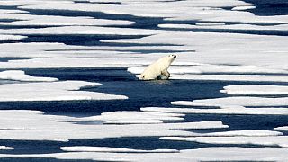 Bir kutup ayısı, Kanada Arktik Takımadaları'ndaki Franklin Boğazı'nda buz üzerinde durmaya çalışıyor