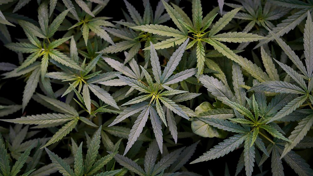 Nearly 200,000 cannabis plants worth €150m seized by UK police