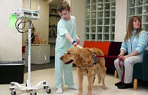 Kaldığı hastanede köpeği ile zaman geçiren bir çocuk (arşiv)