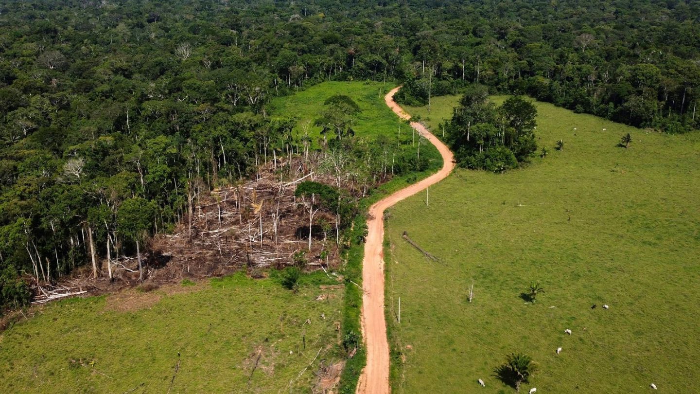 amazon rainforest deforestation satellite