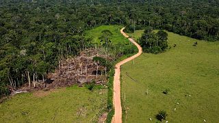 Cows roam an area recently deforested in the Chico Mendes Extractive Reserve, Acre state, Brazil, December 2022.