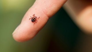 Ticks can carry a potentially deadly virus called CCHF, which is normally found in Africa, Asia, the Balkans, and the Middle East.