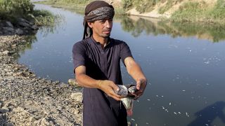 صياد عراقي يمسك أسماك نافقة بضفة النهر