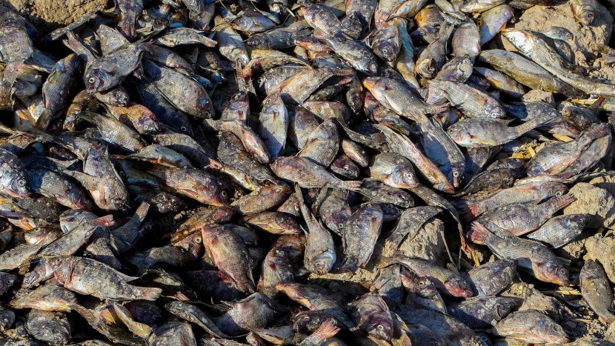 تلف شدن هزاران ماهی در دریاچه استان میسان عراق