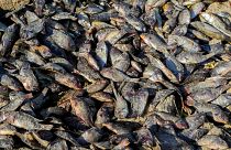 تلف شدن هزاران ماهی در دریاچه استان میسان عراق