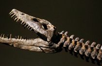 Az árverésre kerülő plezioszaurusz feje és nyaka