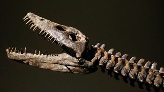 Az árverésre kerülő plezioszaurusz feje és nyaka