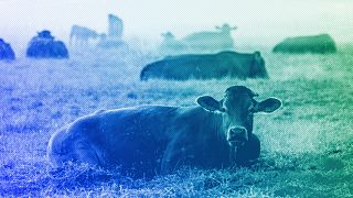 Cows lie on a meadow in Wehrheim near Frankfurt, June 2023