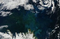 Цветение планктона над Исландией