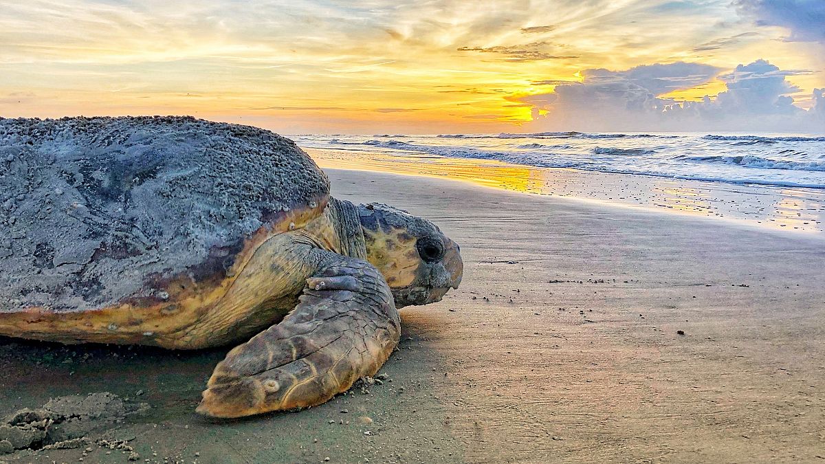  In this June 30, 2019, photo provided by the Georgia Department of Natural Resources, a loggerhead sea turtle returns to the ocean after nesting on Ossabaw Island, Ga.