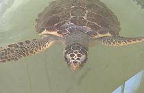 Πολλές χελώνες λαμβάνουν θεραπεία στην ειδική κλινική