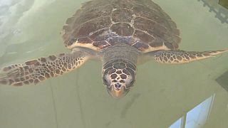 Mentett teknős egy olaszországi állatklinikán
