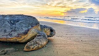 Черепаха логгерхед, иллюстративное фото