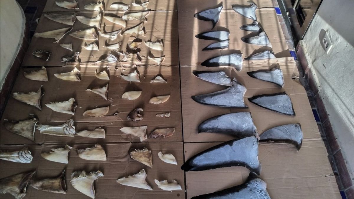 Panama'da ele geçirilen köpek balığı yüzgeçleri
