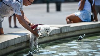 Um homem refresca um cão na fonte do Castelo Sforzesco, em Milão, Itália