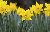 Can daffodils solve the planet's methane problem?