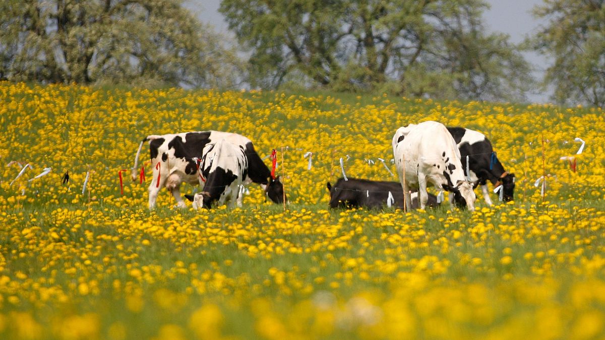 As emissões de gases poluentes pelas vacas podem ser reduzidas com uma flor amarela