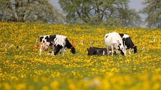 As emissões de gases poluentes pelas vacas podem ser reduzidas com uma flor amarela