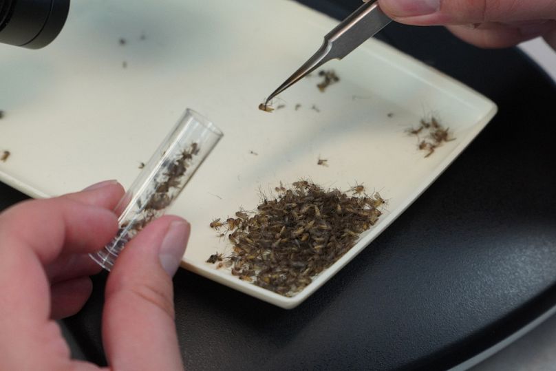 عامل في مختبر بكاليفورنيا يفحص بعوضًا لرصد فيروس غرب النيل وأمراض أخرى، 27 يونيو 2023.