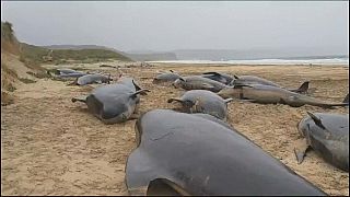 Die gestrandeten Wale an der Küste der Isle of Lewis 