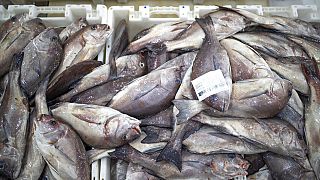 Pêche : l'UE veut préparer un nouvel accord avec le Maroc