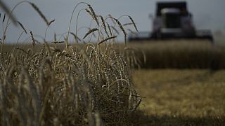 Le Nigeria en quête d'autosuffisance en blé