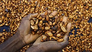 Cacao : la Côte d'Ivoire suspend les exportations en raison des pluies