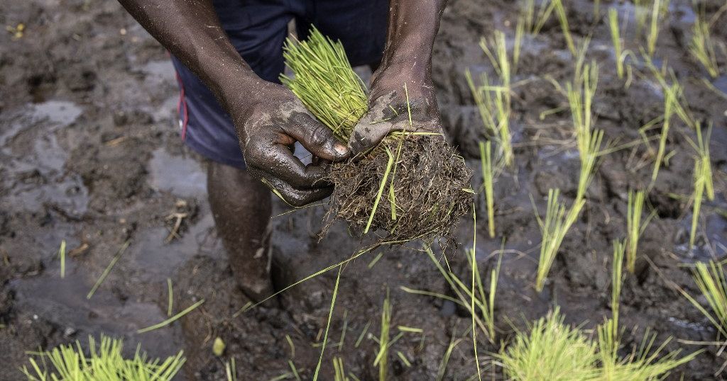 Guinea Suspends Agricultural Exports To Preserve Stocks Africanews   1024x538 Cmsv2 Eed9a9e4 4e99 52ba 9fc6 879dd3415088 7762702 