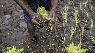 La Guinée n'exportera pas ses produits agricoles pour préserver ses stocks