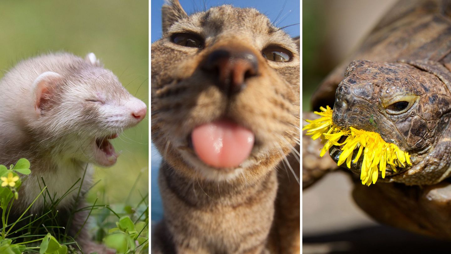 We Discovered the White Cat From the Viral Meme is From Ottawa – The Flag  Gang