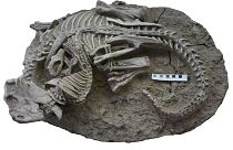 بقایای فسیل یافت شده در چین