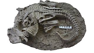 بقایای فسیل یافت شده در چین