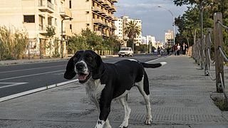 Bir sokak köpeği (arşiv)