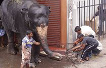 أشخاص يحاولون السيطرة على فيل بعد أن اقتحم مبنى في العاصمة كولومبو، سريلانكا، 2007.