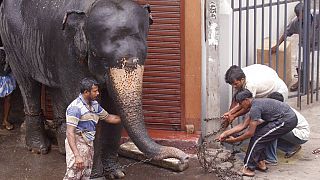 أشخاص يحاولون السيطرة على فيل بعد أن اقتحم مبنى في العاصمة كولومبو، سريلانكا، 2007.