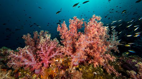 Red and orange soft coral at hin Daeng, Koh Lanta, Thailand